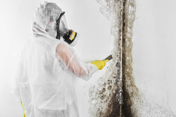 Best Commercial Mold Removal  in Kayenta, AZ