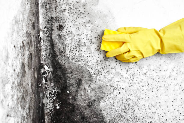 Best Toxic Mold Removal  in Kayenta, AZ