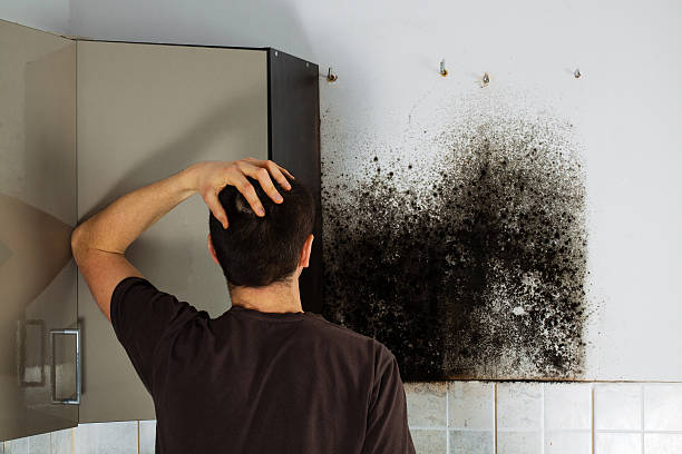 Best Mold Damage Repair  in Kayenta, AZ